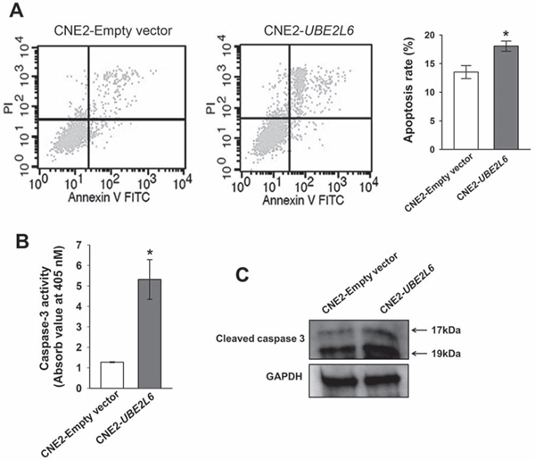 UBE2L6 induces apoptosis in NPC cells.