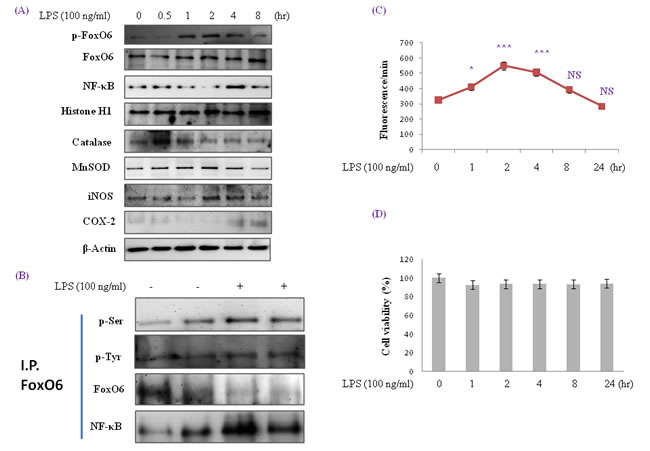 Enhancement of FoxO6 phosphorylation and NF-&#x3ba;B protein levels in LPS-treated HepG2 cells.