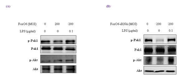 Pak1 activation and insulin signaling by LPS.