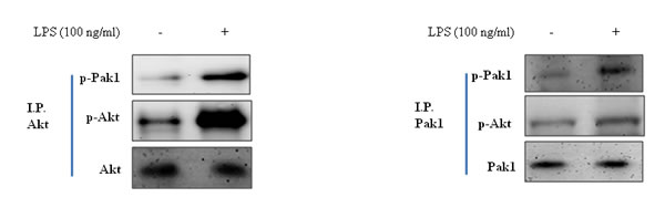 Correction between Pak1 and Akt in LPS-treated HepG2 cells.