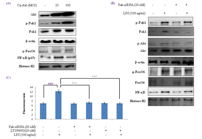 Activation of NF-&#x3ba;B by the Pak1 and Akt pathways in HepG2 liver cells.