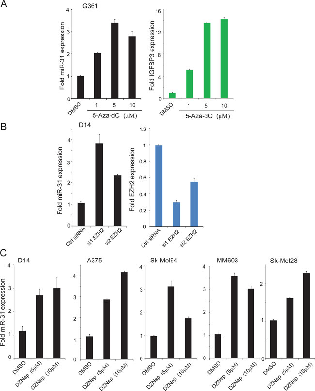miR-31 expression is downregulated by epigenetic silencing in melanoma.