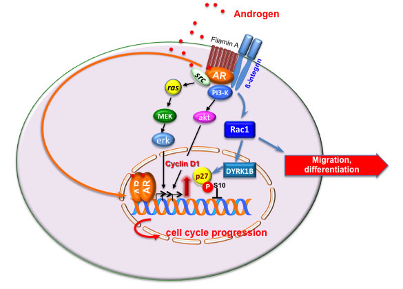 Model of androgen action in target cells.