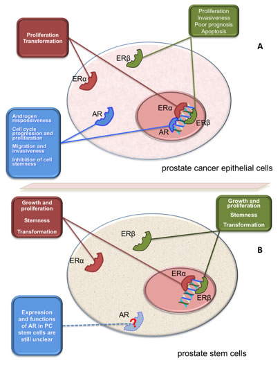 Function of AR and ERs in PC epithelial cells and prostate SCs.