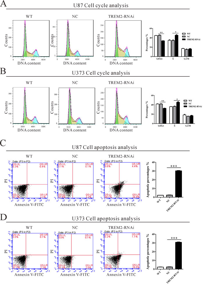 Suppressing TREM2 expression induced S phase arrest and apoptosis in glioma cells.