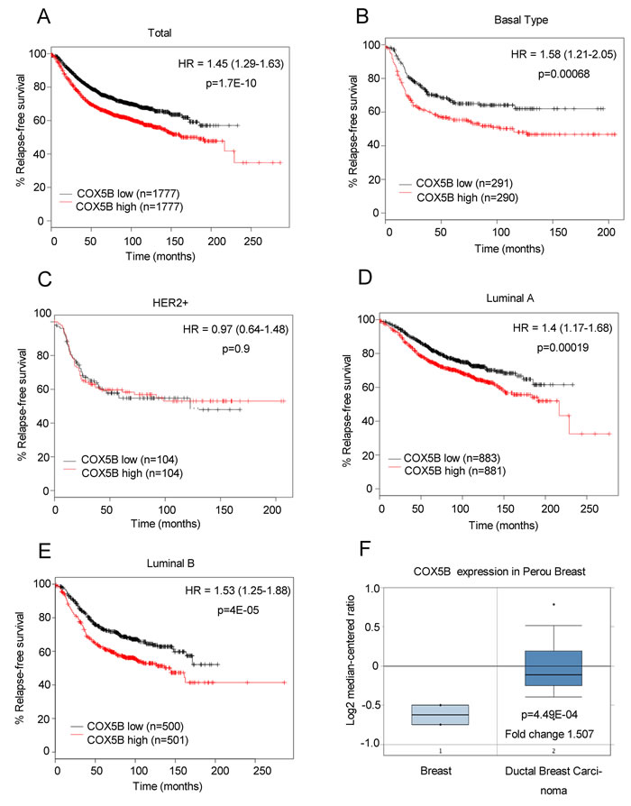 Low COX5B is associated with poor survival of breast cancer patients.