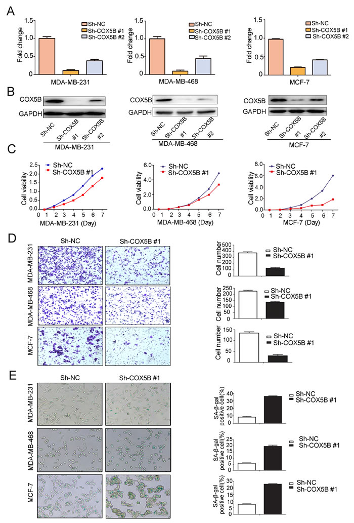 Loss of COX5B inhibits breast cancer cell proliferation and migration but induces cell senescence.