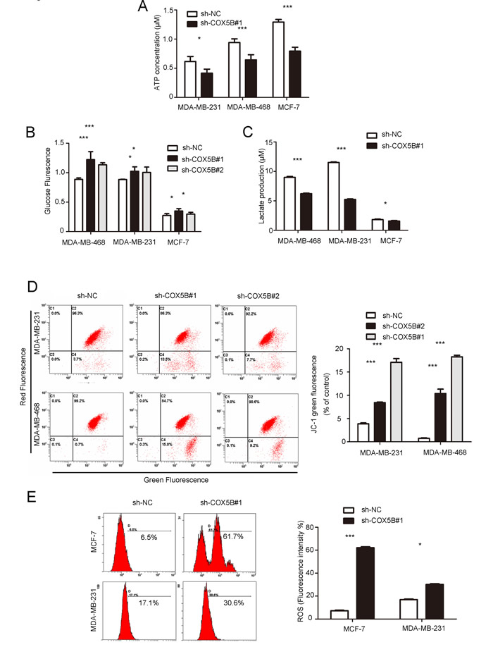 Down-regulation of COX5B leads to mitochondrial dysfunction.