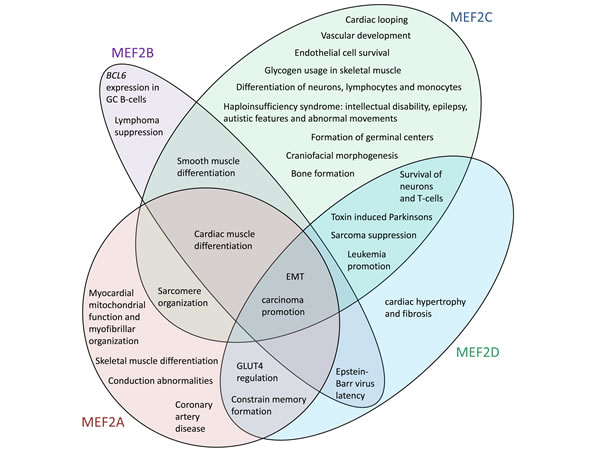 The human MEF2 proteins have distinct but overlapping sets of functions.