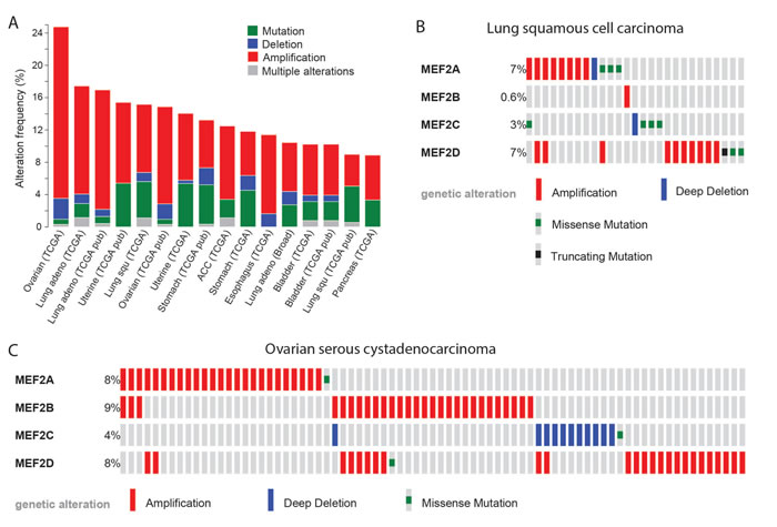 MEF2 proteins may act as oncogenes in several types of carcinoma.