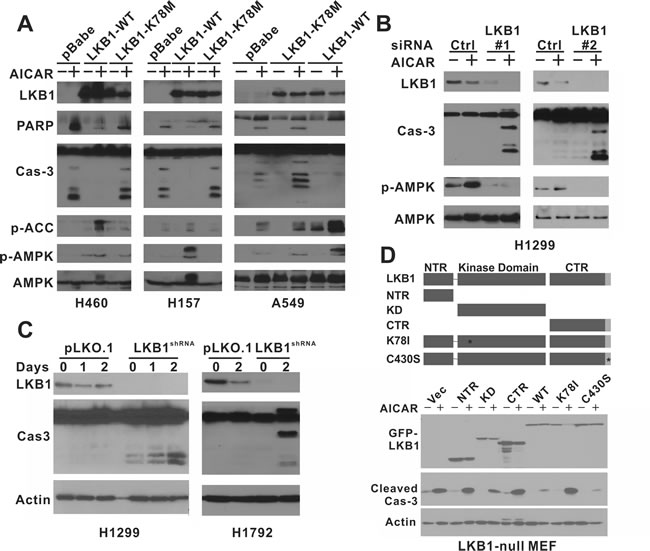 AICAR treatment induces apoptosis specifically in LKB1-null NSCLC cells.
