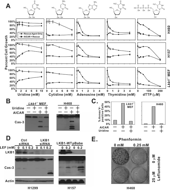 Depletion of uridine is responsible for AICAR-induced apoptosis in LKB1-null cells.