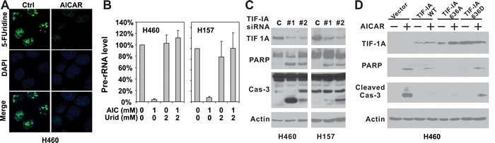 Disruption of TIF-IA mediated pre-rRNA synthesis is responsible for AICAR-induced apoptosis in LKB1-null/depleted cells.