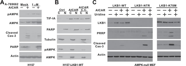 The kinase activity of LKB1 is required to rescue AMPK-null MEF cells from AICAR-induced apoptosis.