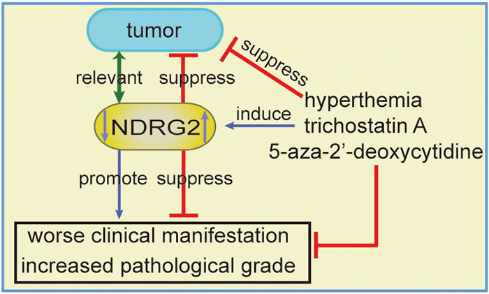 The association between NDRG2 and cancer and NDRG2 regulation in tumors.