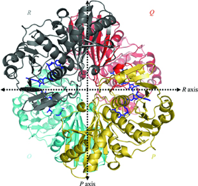 Overall view of the homotetramer of human liver GAPDH [44] (Reproduced with permission from