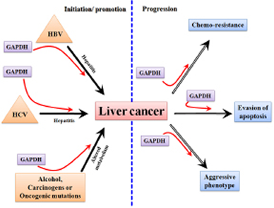 A schematic diagram showing the involvement of GAPDH in the processes related to the initiation/ promotion and progression of hepatocarcinogenesis.