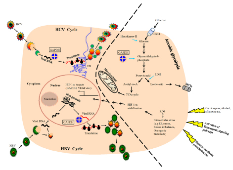 A schematic showing the involvement of GAPDH in hepatocarcinogenic mechanisms.