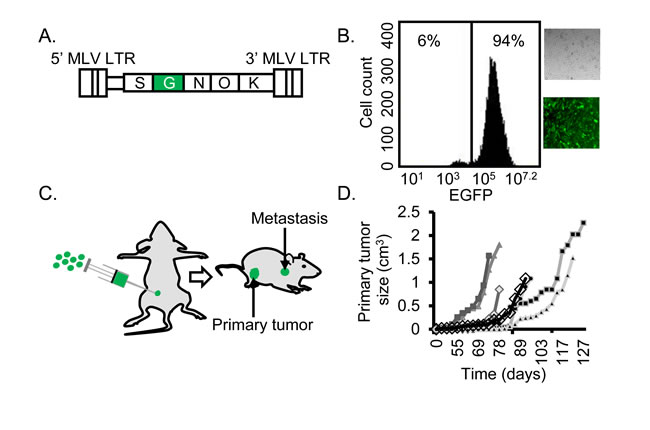 Efficient establishment of mutagenized BC cells.