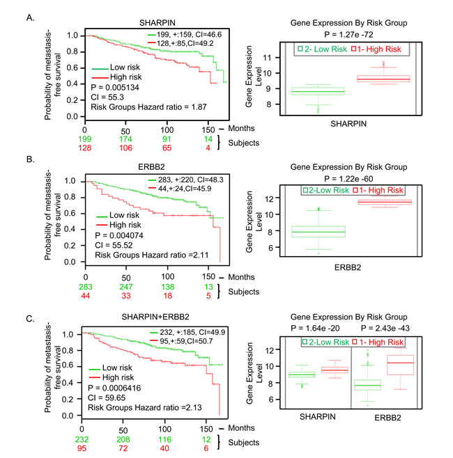 SHARPIN gene expression in BC patients predicts clinical outcomes.