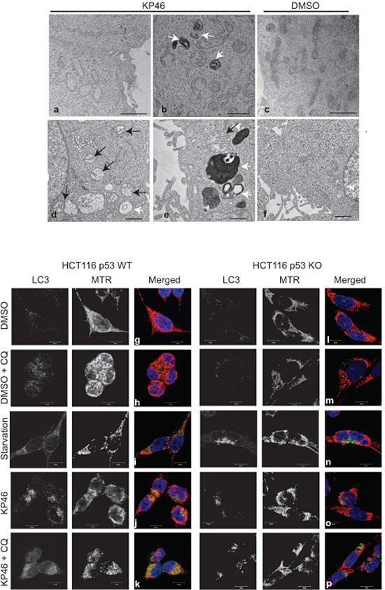 KP46 targets mitochondria a&#x2013;f.