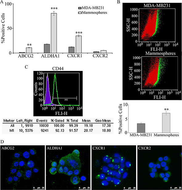 Mammospheres formation and characterization from MDA-MB231: breast tumor stem cell marker enrichment, with respect to the starting cell line, such as ABCG2 and ALDHA1, CXCR1 and CXCR2, evalutated by cytofluorimetry, is reported in (A).