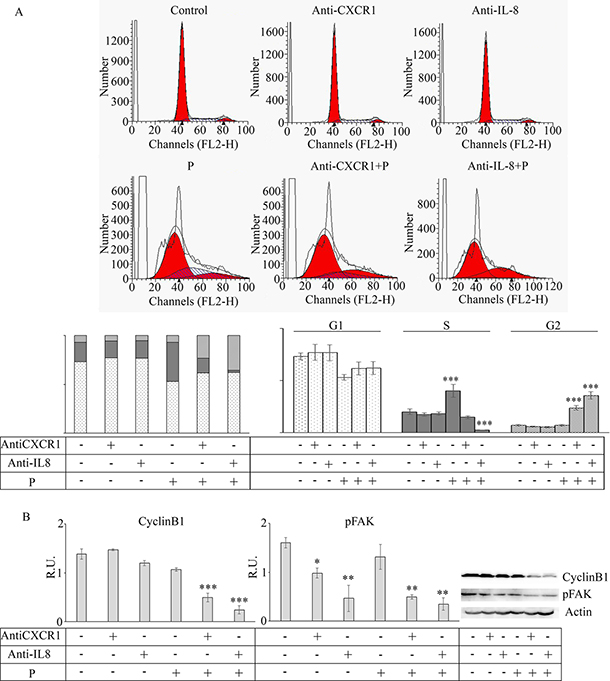 Effect of anti-CXCR1 and anti-IL8 neutralization on mammospheres.