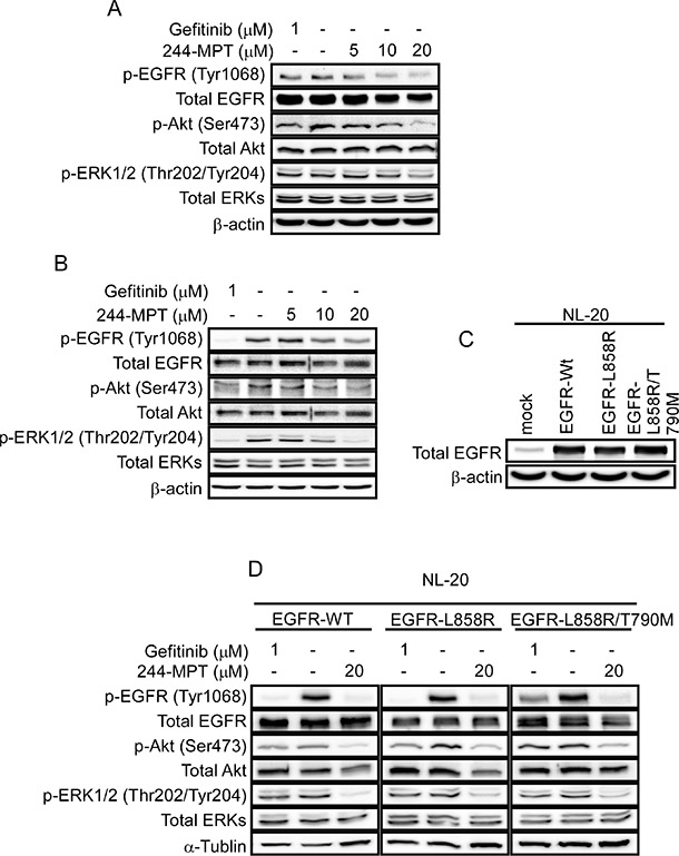 244-MPT inhibits EGFR signaling.