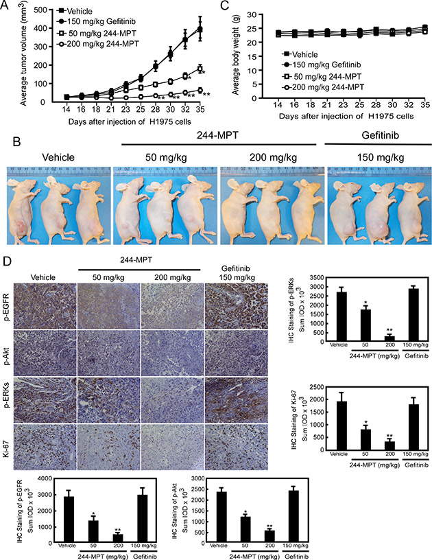 244-MPT inhibits tumor growth in a gefitinib-resistant NSCLC xenograft mouse model.