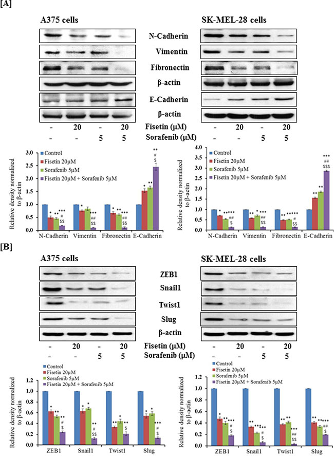 Effect of fisetin, sorafenib and their combination on protein expression of EMT-markers and EMT-inducers in BRAF-mutated melanoma cells.