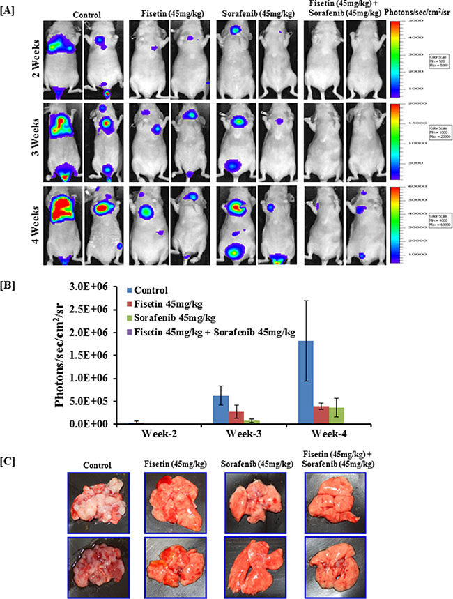 Effect of fisetin, sorafenib and their combination on lung metastasis (colonization) assay in nude mice intravenously injected with BRAF-mutated melanoma cells.