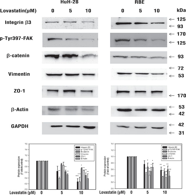 Lovastatin inhibits integrin&#x03B2;3/&#x03B2;-catenin pathway protein expression.