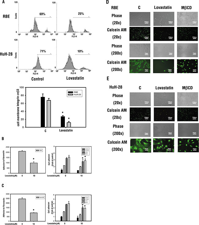 Lovastatin deceases cell surface integrin &#x03B1;v&#x03B2;3 presentation and downregulates the adhesion ability.