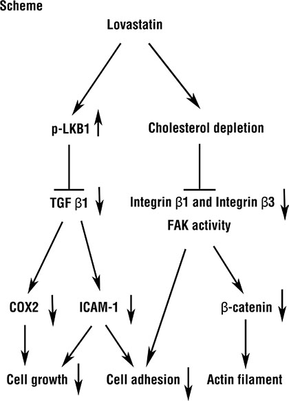 Roles of lovastatin regulated mechanism in RBE and HuH-28 human intrahepatic cholangiocarcinoma cells.