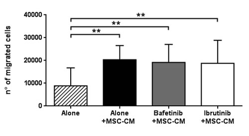 MSC-conditioned medium preserves CLL B cell migration despite kinase inhibitors treatment.