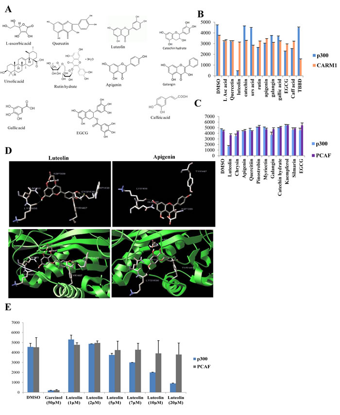 Luteolin is a p300 acetyltransferase inhibitor.