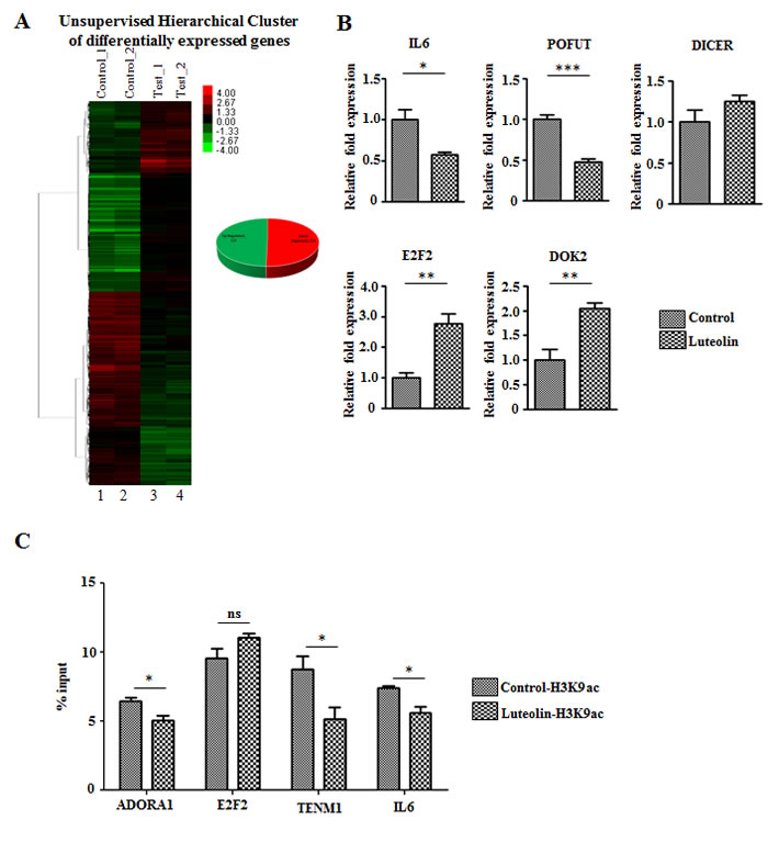 Luteolin mediated p300 acetyltransferase inhibition leads to an alteration in gene expression profile.