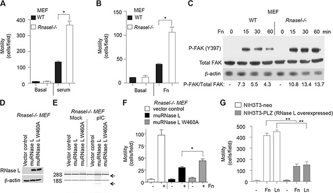 Suppression of mouse fibroblast migration by RNase L.