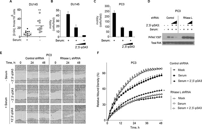 2-5A inhibits cell migration.