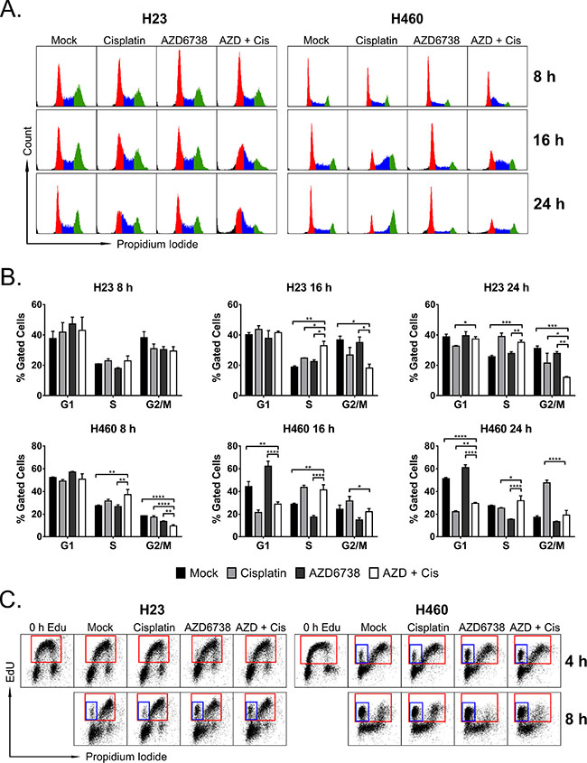 The combination of AZD6738 and cisplatin causes accumulation of cells in early S-phase and at the G1/S border.