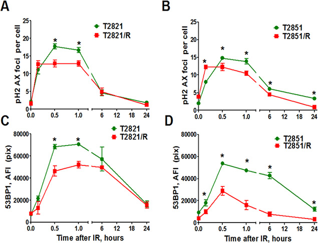 Analysis of &#x03B3;H2AX and 53BP1 foci.