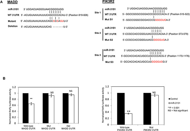 Identification of direct targets MADD and PIK3R2 for miR-3151.