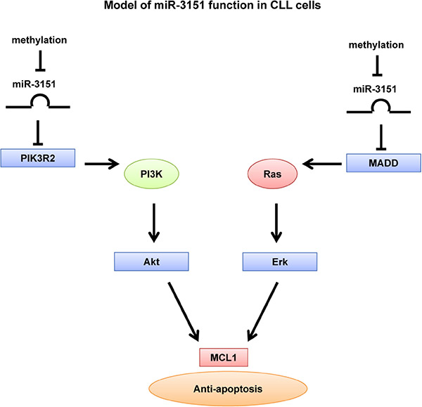 Model of miR-3151 function in CLL cells.