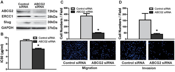 ABCG2 knockdown inhibits DDP resistance and migratory/invasive potential in TSCC.