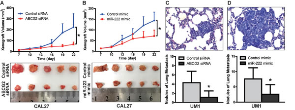 The miR-222-ABCG2 pathway regulates xenograft growth and lung metastasis of TSCC