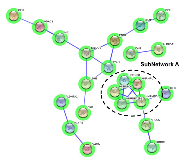 Protein interactome map for differentially expressed proteins in initial stages.