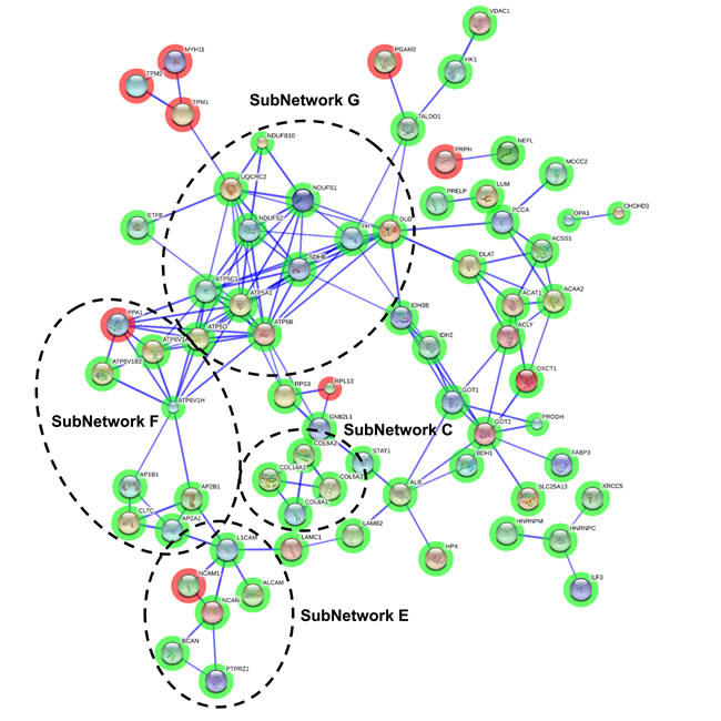 Protein interactome map for differentially expressed proteins in advanced stages.