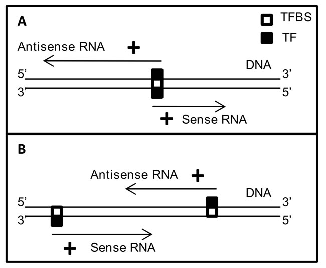 Possible mechanistic models for co-regulation of gene partners in 73-SAGPs.