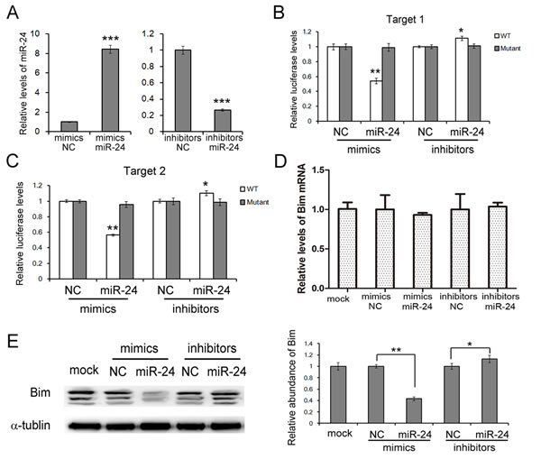 miR-24 suppresses Bim expression in PANC1 cells.