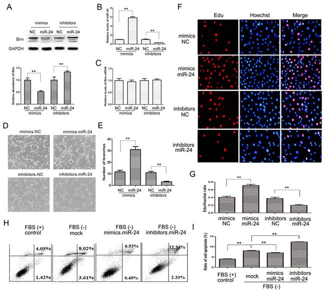 The miR-24-Bim pathway regulates angiogenesis.